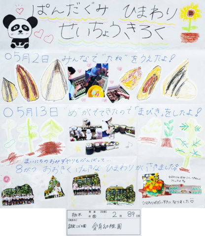 【ぱんだ組】ひまわりの成長結果🌻
