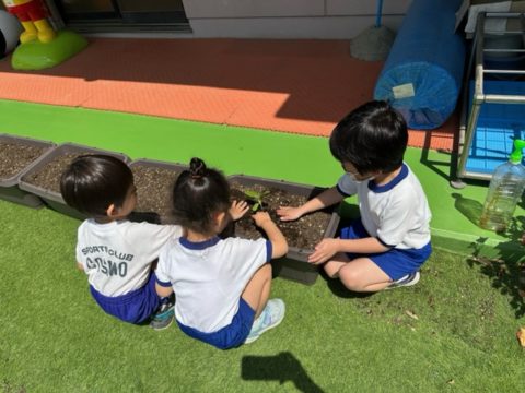 【ぱんだ】ひまわり🌻