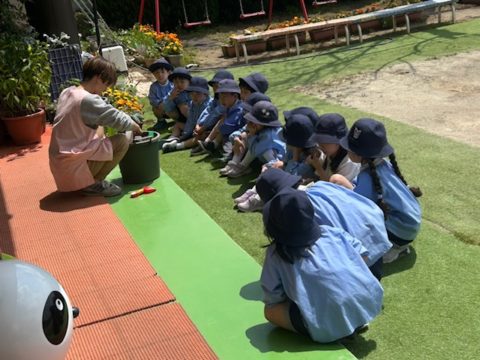 【ぱんだ組🐼】きゅうりの苗植え🥒